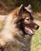 Eurasier Hund