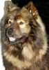 Eurasier Foto: Österr. Deckrüde Arras vom Amselgarten (ID 1455) Eurasier Hund