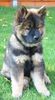 Eurasier Foto: Ewan vom Plauer See mit 10 Wochen (ID 25535) Eurasier Hund