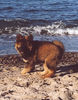 Eurasier Foto: Ewan am Strand (ID 26083) Eurasier Hund