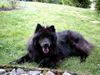Eurasier Foto (ID 25087) Eurasier Hund
