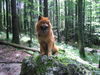 Eurasier Foto: Eurasierrüde Czes 4Jahre (ID 24686) Eurasier Hund