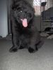 Eurasier Foto: Ilvaro vom Lands End 8 Wochen alt (ID 27273) Eurasier Hund