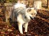 Eurasier Hund