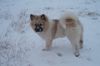 Eurasier Foto: Hündin, 5 Monate (ID 2223) Eurasier Hund