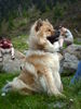 Eurasier Hund