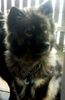 Eurasier Foto: Karla von der Walhalla (ID 25830) Eurasier Hund