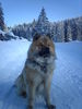 Eurasier Hund