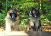 Eurasier Hund