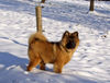 Eurasier Foto: Aragon im Schnee (ID 28132) Eurasier Hund