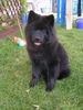Eurasier Foto: A-Nele von Wolferdingsen 20 Wochen alt (ID 25473) Eurasier Hund