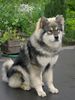 Eurasier Foto: Und es geht mir super! (ID 24977) Eurasier Hund