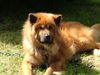 Eurasier Foto: Eurasierrüde Czes 3 Jahre (ID 12479) Eurasier Hund