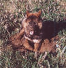 Eurasier Foto: ... und jetzt auf die Couch !!! (ID 26084) Eurasier Hund