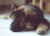Eurasier Foto: ... ich will meine Ruhe !!! (ID 26086) Eurasier Hund