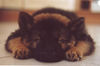 Eurasier Foto: ... so, heia jetzt !!! (ID 26087) Eurasier Hund