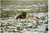 Eurasier Foto: Suying mit Anukis im Schnee (ID 30552) Eurasier Hund