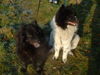 Eurasier Foto: Diva und Teddy (ID 28194) Eurasier Hund