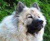 Eurasier Hund