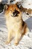 Eurasier Foto: Eurasier-Rüde, Zanto von Aetzrüti, 11 Jahre (ID 5328) Eurasier Hund