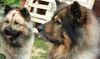 Eurasier Foto: 2 bildschöne Eltern... (ID 25619) Eurasier Hund