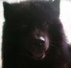 Eurasier Foto: Arif von der Doorbeeke (ID 25828) Eurasier Hund