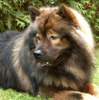 Eurasier Foto: Österr. Deckrüde Arras vom Amselgarten (ID 950) Eurasier Hund
