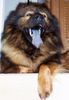 Eurasier Foto: Eurasierrüde Arras (ID 5392) Eurasier Hund