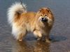 Eurasier Hund