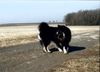 Eurasier Foto: balou vom haselbachtal (ID 2757) Eurasier Hund