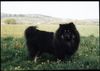 Eurasier Foto (ID 11079) Eurasier Hund