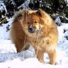 Eurasier Foto: Eurasiermädchen Bella Luna (ID 9253) Eurasier Hund