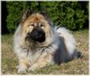Eurasier Hund