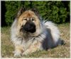 Eurasier Foto: Eurasier-Hündin (ID 45163) Eurasier Hund