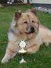 Eurasier Hund