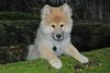 Eurasier Hund