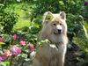 Eurasier Hund