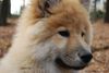 Eurasier Hund