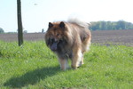 Eurasier Hund