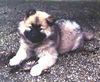 Eurasier Foto: Niedlich, oder? (ID 7849) Eurasier Hund