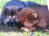 Eurasier Foto: Süß, oder? (ID 7848) Eurasier Hund