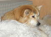 Eurasier Foto: Und das ist meine Schmusedecke (ID 27698) Eurasier Hund