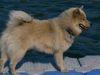 Eurasier Foto: hakira von tamardan (11 monate) an der donau (ID 25437) Eurasier Hund