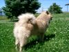 Eurasier Foto: hakira von tamardan mit 8 monaten (ID 22969) Eurasier Hund