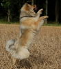 Eurasier Hund