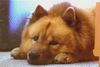 Eurasier Foto (ID 26994) Eurasier Hund