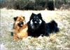 Eurasier Foto: schwarzer eurasier balou v.haselbachtal mit chow-mix mimi (ID 2759) Eurasier Hund