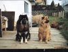 Eurasier Foto: schwarzer eurasier u.roter chow-chow mix (ID 9404) Eurasier Hund