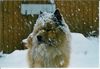 Eurasier Foto: Zanto im Schnee (ID 5333) Eurasier Hund