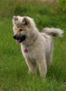 Eurasier Hund